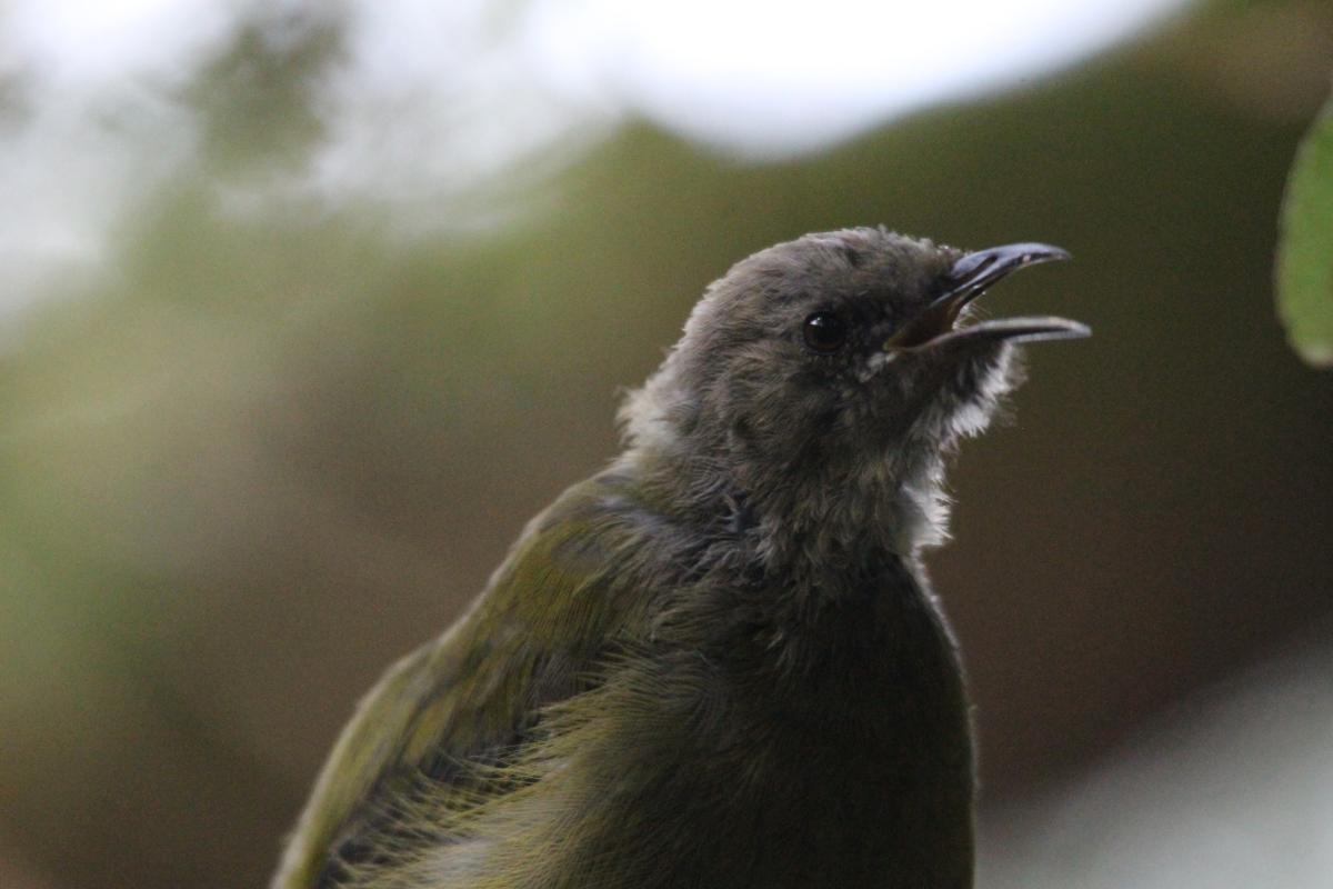 New Zealand Bellbird (Anthornis melanura)